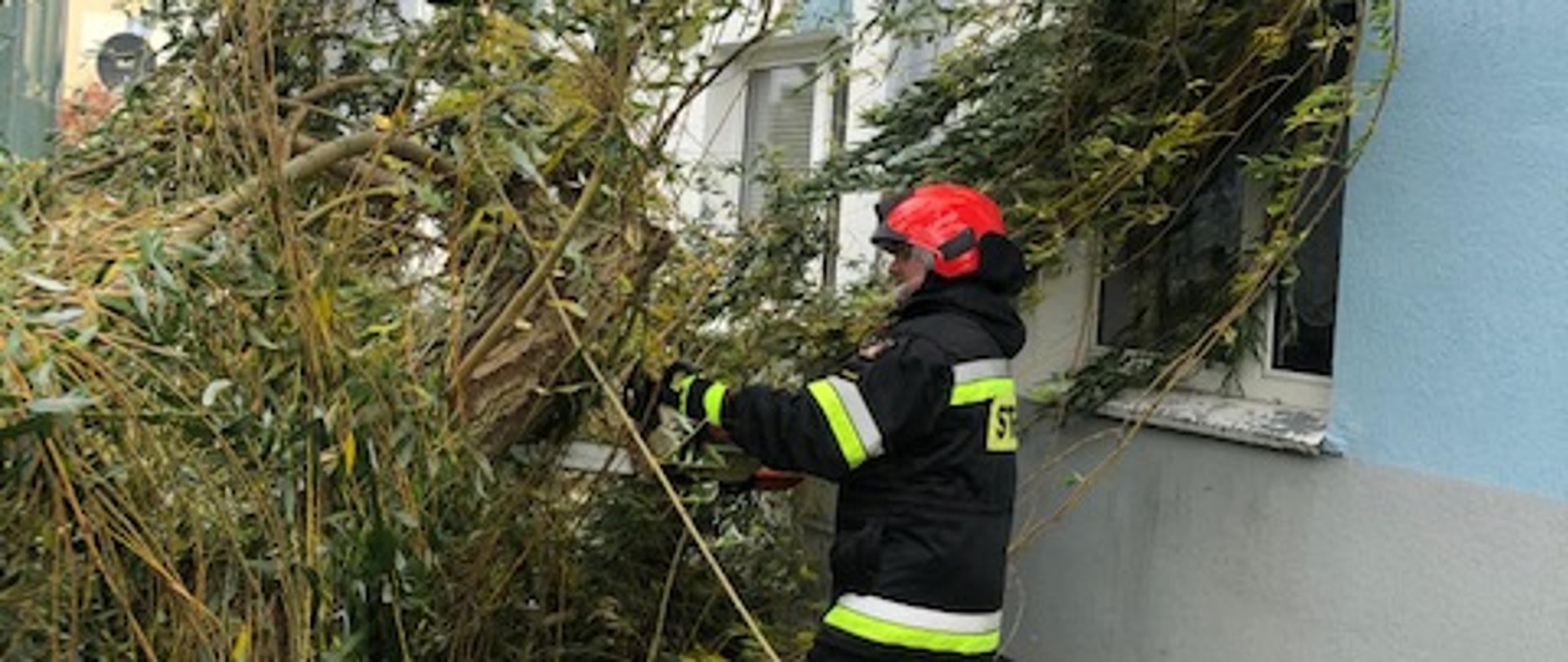 powalone drzewo przy ulicy Legnickiej w Polkowicach
