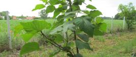 Plantacja drzew z rodzaju Paulownia sp. została poddana obserwacjom przez inspektorów Oddziału w Jarocinie 