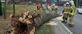 Strażacy usuwają powalone drzewo na drogę