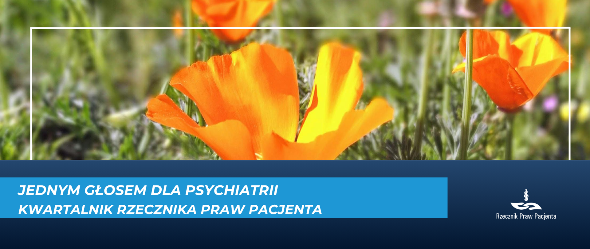 Grafika przedstawia kwiaty na łące, na pierwszym planie maki.