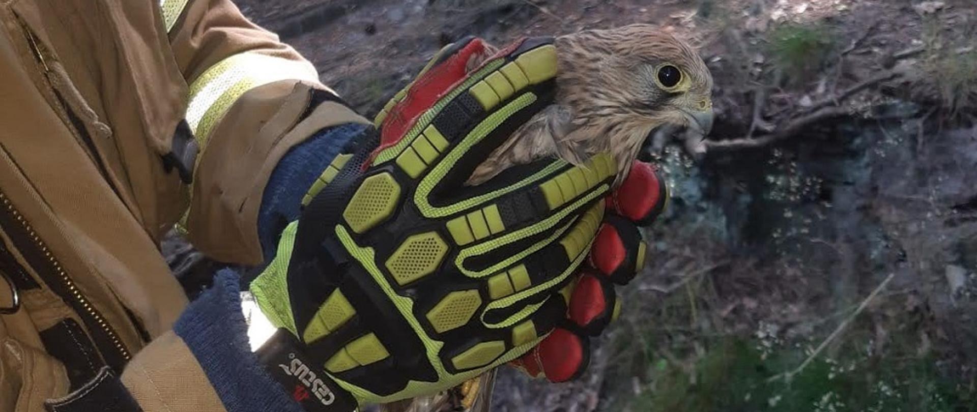 PSP Gdynia uratowany ptak z rynny