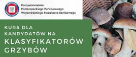 Kurs Klasyfikatora grzybów 10.2024