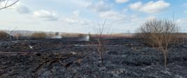 Strażacy dogaszający pożar nieużytkowanych powierzchni rolniczych w Brodach, rozwinięte linie gaśnicze na pogorzelisku.