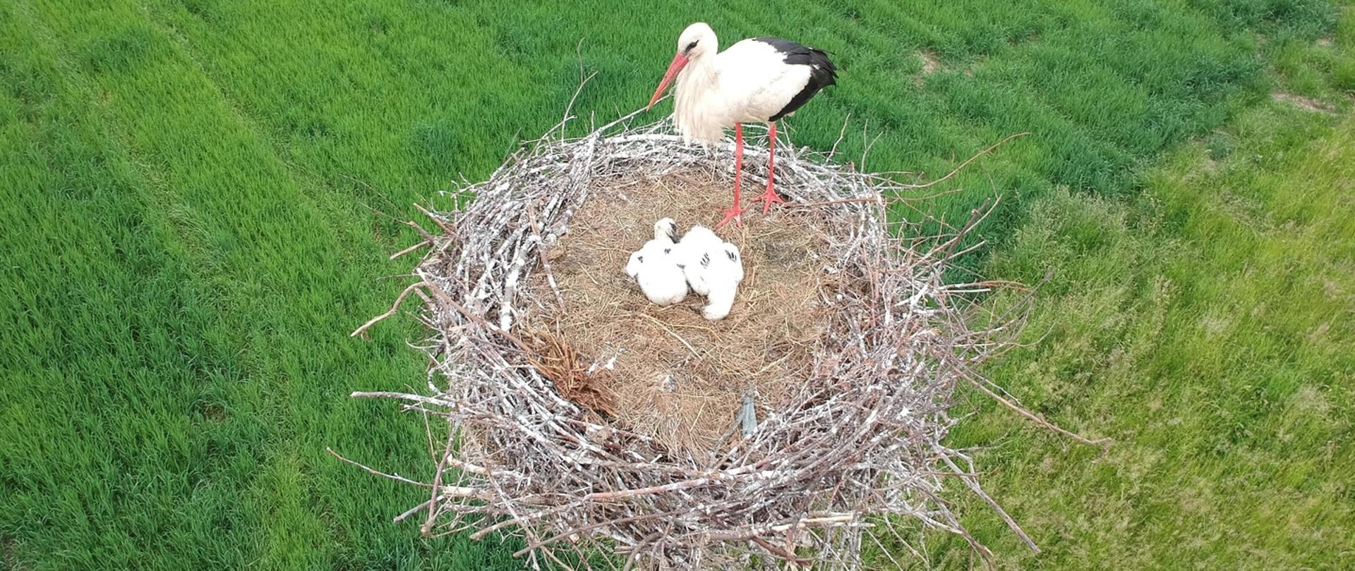 Zdjęcie przedstawia gniazdującego bociana z dwoma pisklętami