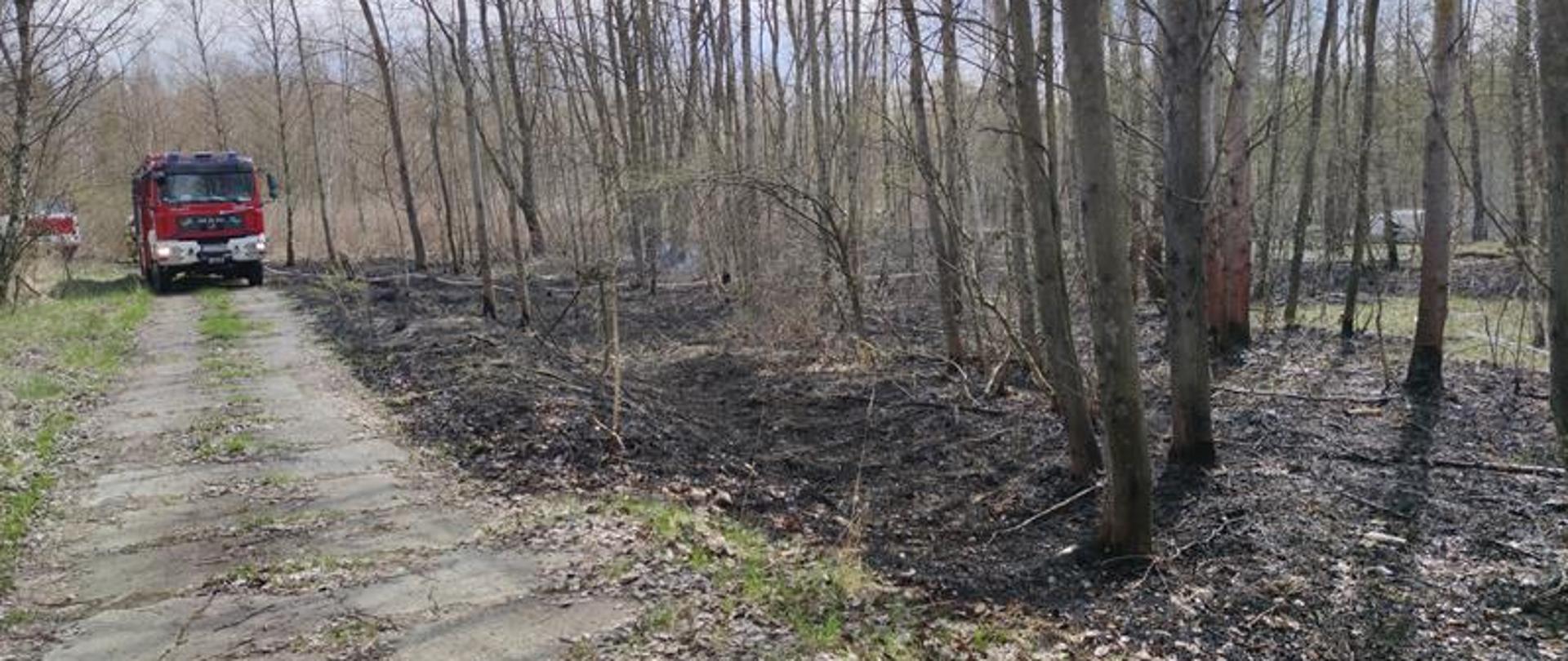 Samochód ratowniczo gaśniczy z którego jest podawana woda do celów gaśniczych poszycia leśnego w miejscowości Grzybów