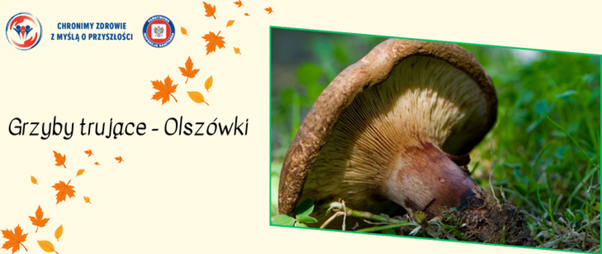 . Grafika przedstawia grzyba - pomarańczową olszówkę, która leży na trawie. Obok na beżowym tle z pomarańczowymi jesiennymi listkami umieszczono napis Grzyby trujące - olszówki. W lewy górnym rogu umieszczono dwa logo Inspekcji Sanitarnej oraz napis chronimy zdrowie z myślą o przyszłości.