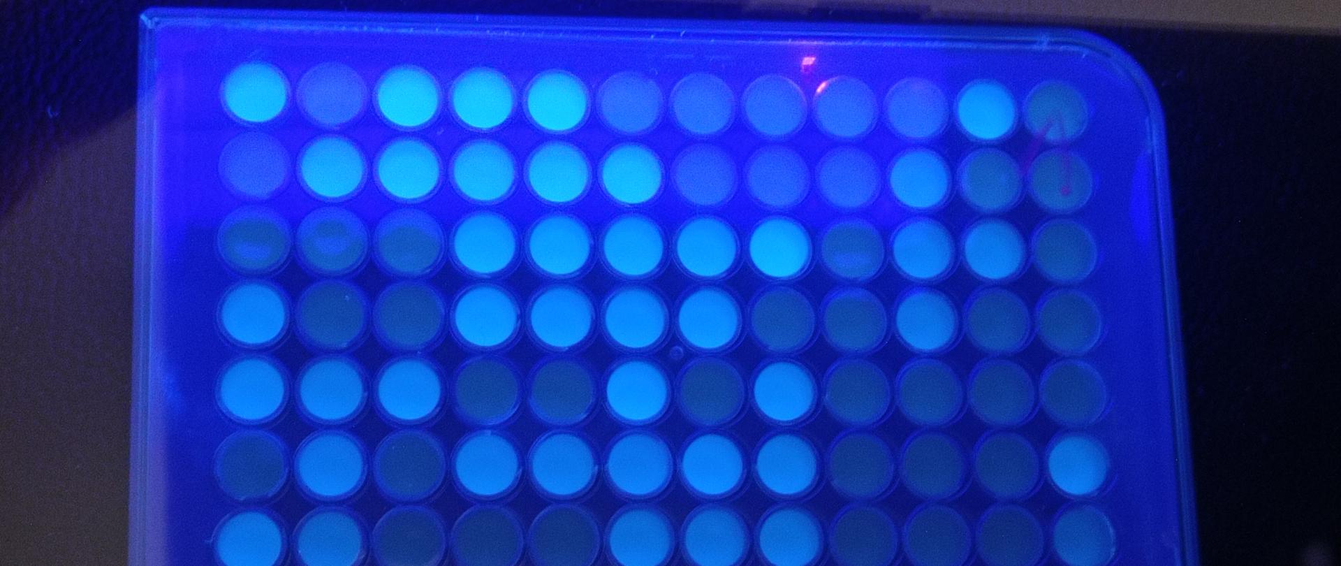 płytka z badaniem Escherichia coli wody w jeziorze
