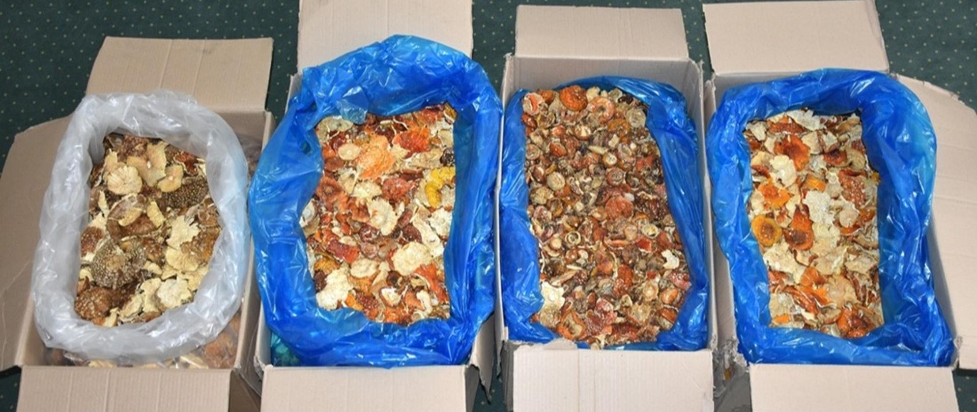 Cztery otwarte kartony wypełnione suszonymi, kolorowymi grzybami leżące na podłodze.