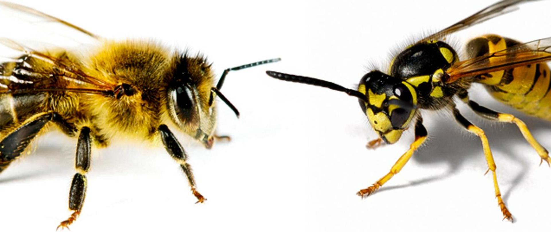 Po lewej stronie zdjęcie pszczoły, po prawej stronie zdjęcie osy . na białym tle.
