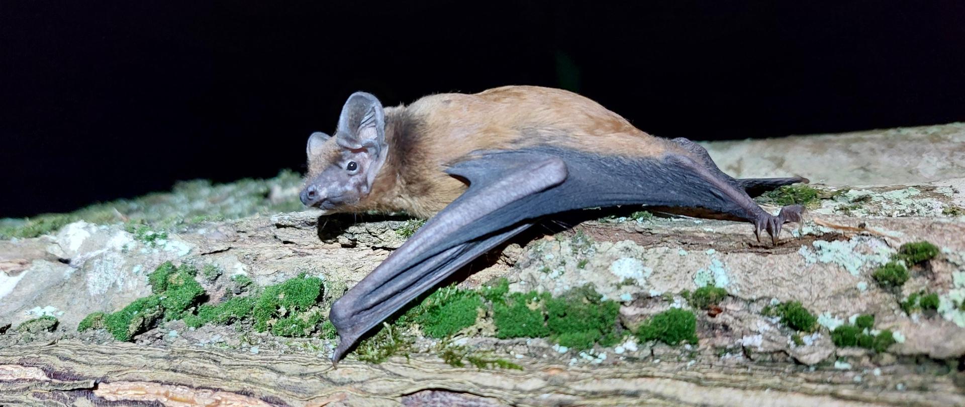 W centralnej części zdjęcia nietoperz - borowiec wielki siedzący na korze drzewa. 