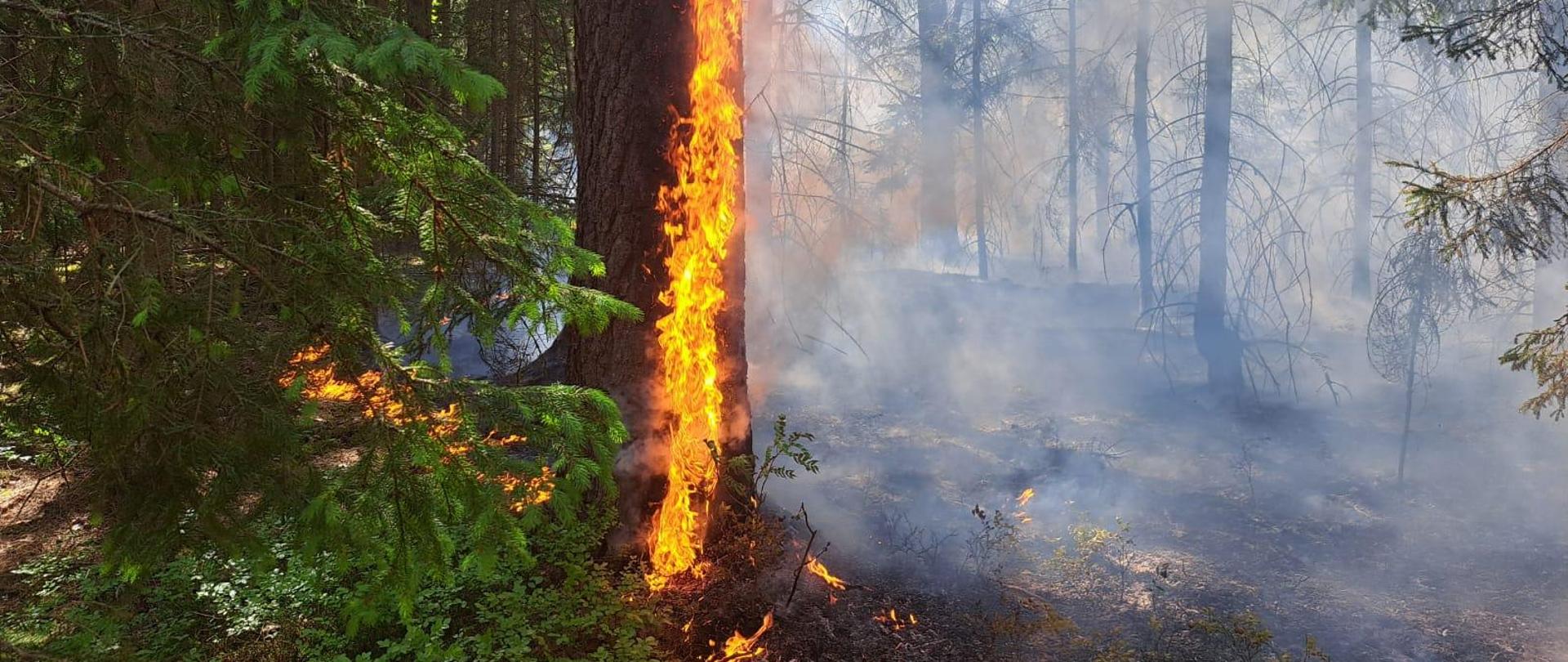 Interwencje jednostek ochrony przeciwpożarowej powiatu hajnowskiego związane z pożarami lasów w dniach 17-19 maja 2024 r.