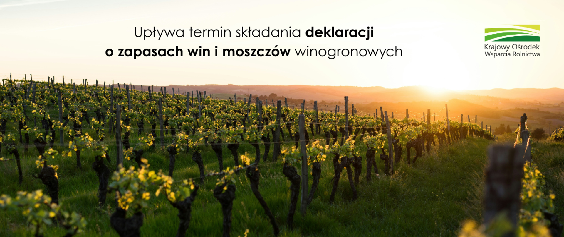 31 sierpnia 2026 r. upływa termin składania do Krajowego Ośrodka Wsparcia Rolnictwa deklaracji o zapasach win i moszczów winogronowych posiadanych w dniu 31 lipca poprzedniego roku winiarskiego.