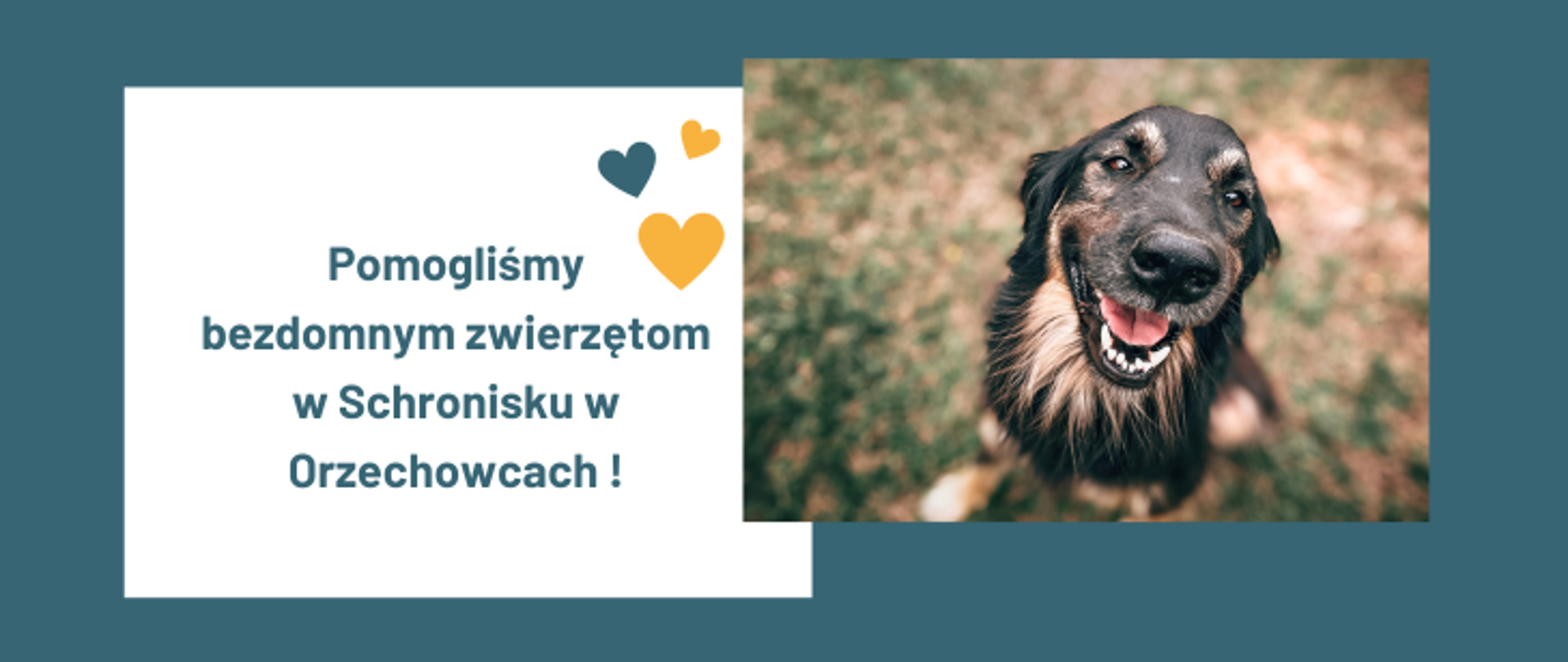 Na szmaragdowym tle z prawej strony znajduje się zdjęcie zadowolonego psa. Z lewej strony w białej ramce znajdują się trzy serduszka i napis: Pomogliśmy bezdomnym zwierzętom w Schronisku w Oczechowcach!