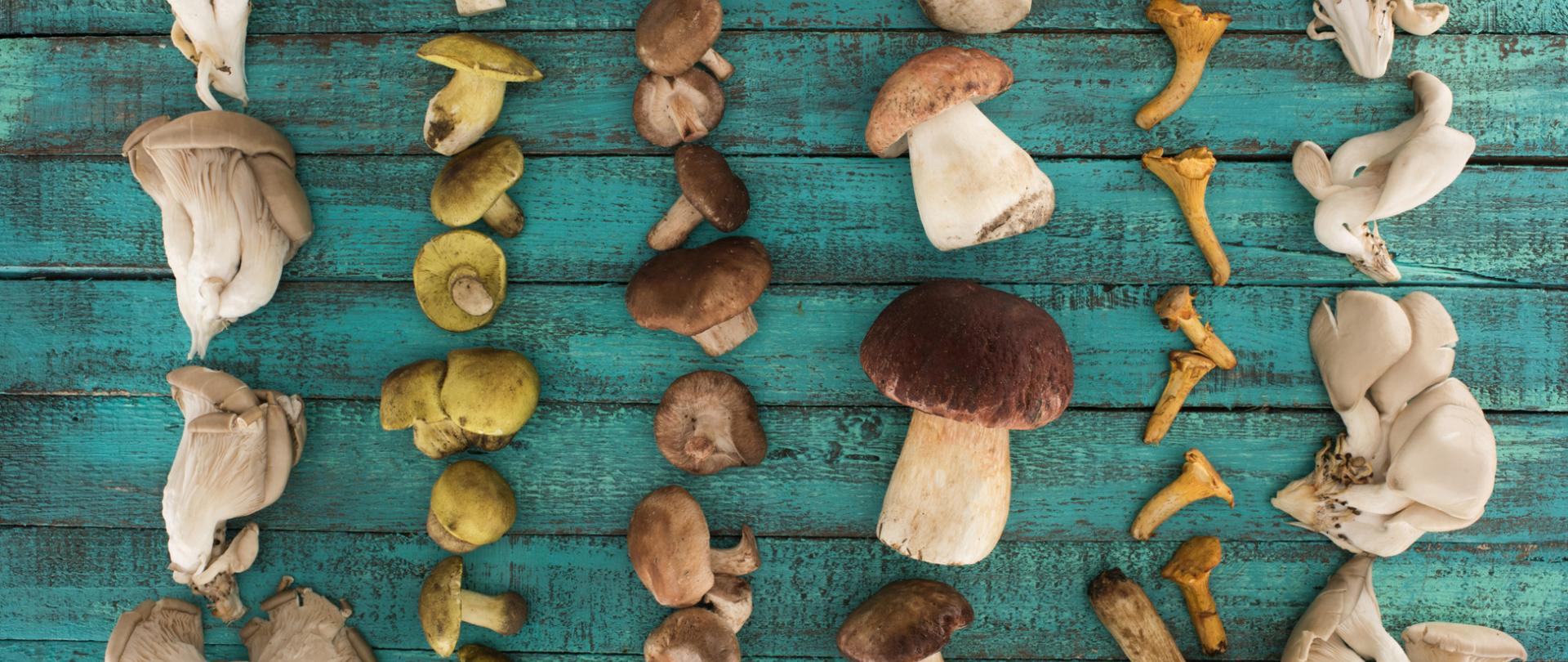 Na zdjęciu znajdują się różne rodzaje grzybów leśnych. Tło jest zielone.