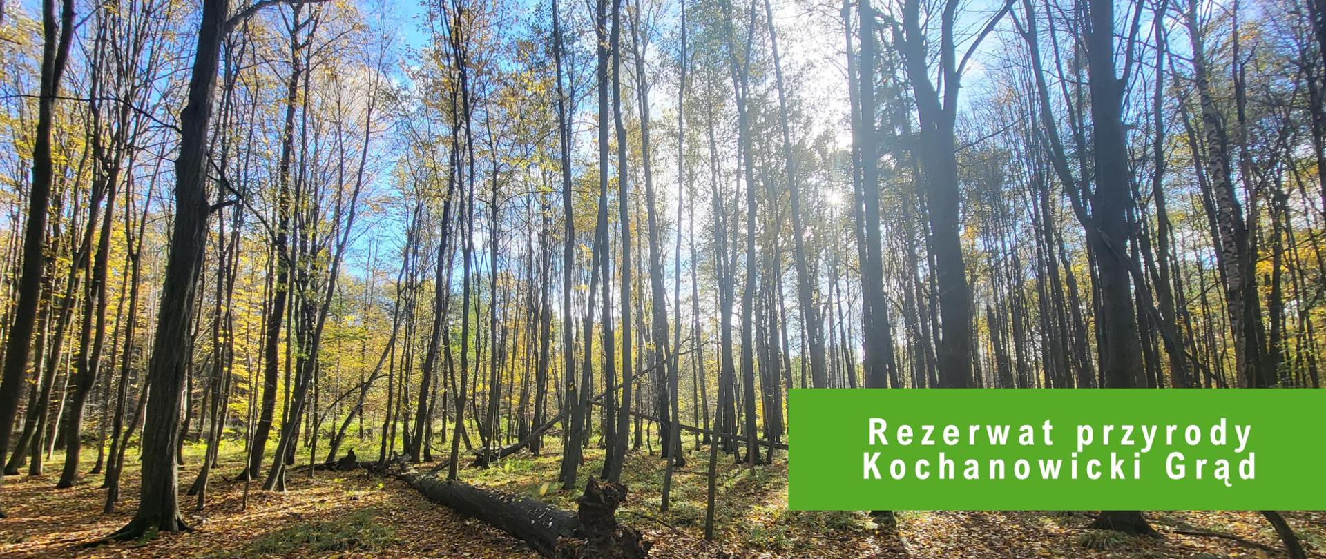 Las z dopiskiem rezerwat przyrody Kochanowicki Grąd