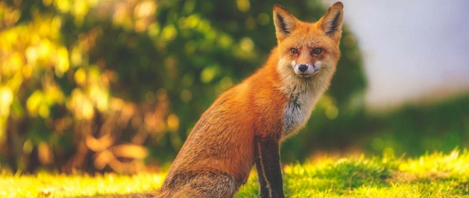 Szczepienia lisów wolno żyjących przeciwko wściekliźnie