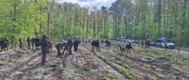 Zdjęcie przedstawia przedstawicieli służb mundurowych podczas akcji sadzenia lasu