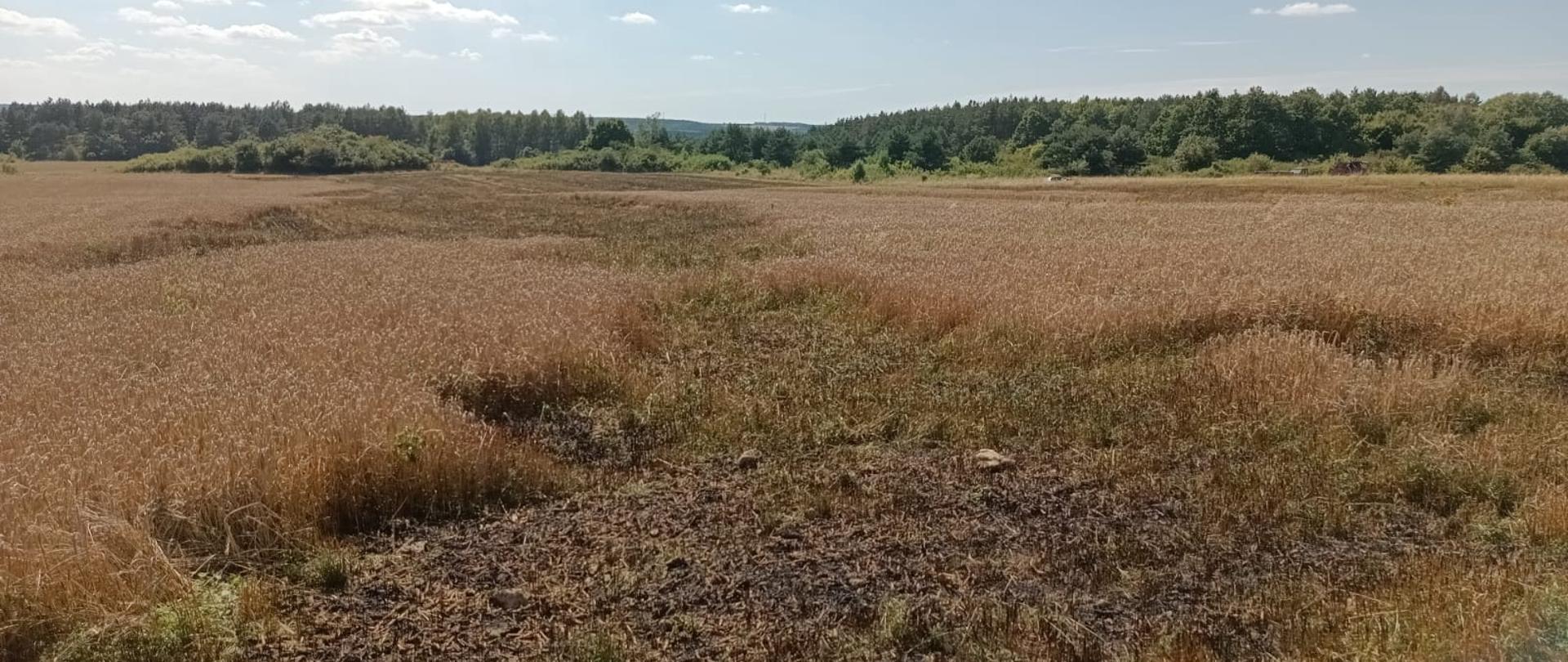 Zdjęcie przedstawia pole gdzie doszło do pożaru: na pierwszym planie wypalona połać upraw, a w głębi ocalone, dojrzałe zboże.