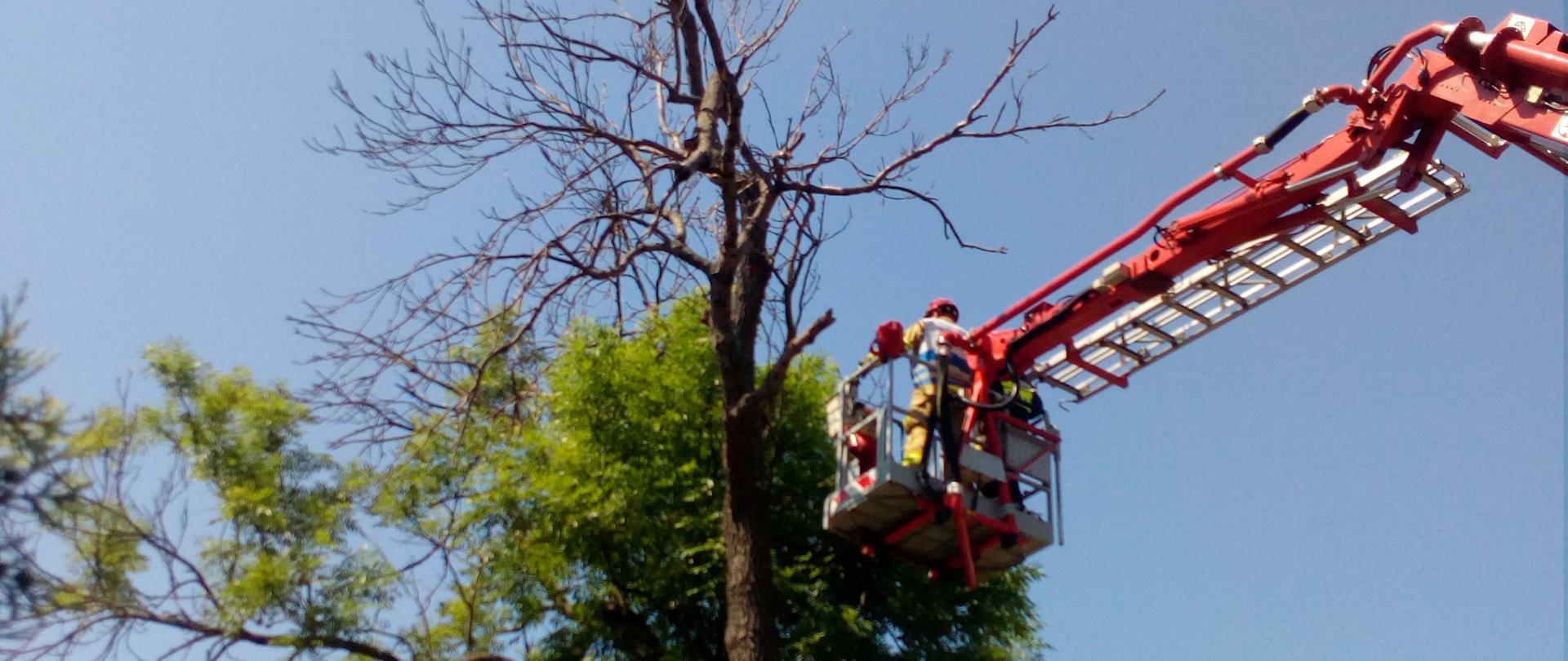 Złamany konar drzewa w Płaczkowie