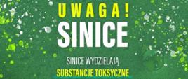 Uwaga na sinice - format panorama