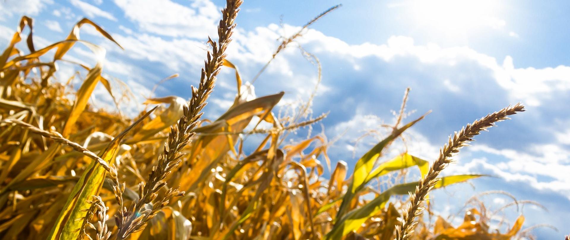 Zdjęcie przedstawia kłosy zboża na tle błękitnego nieba oraz wysoko wschodzącego słońca