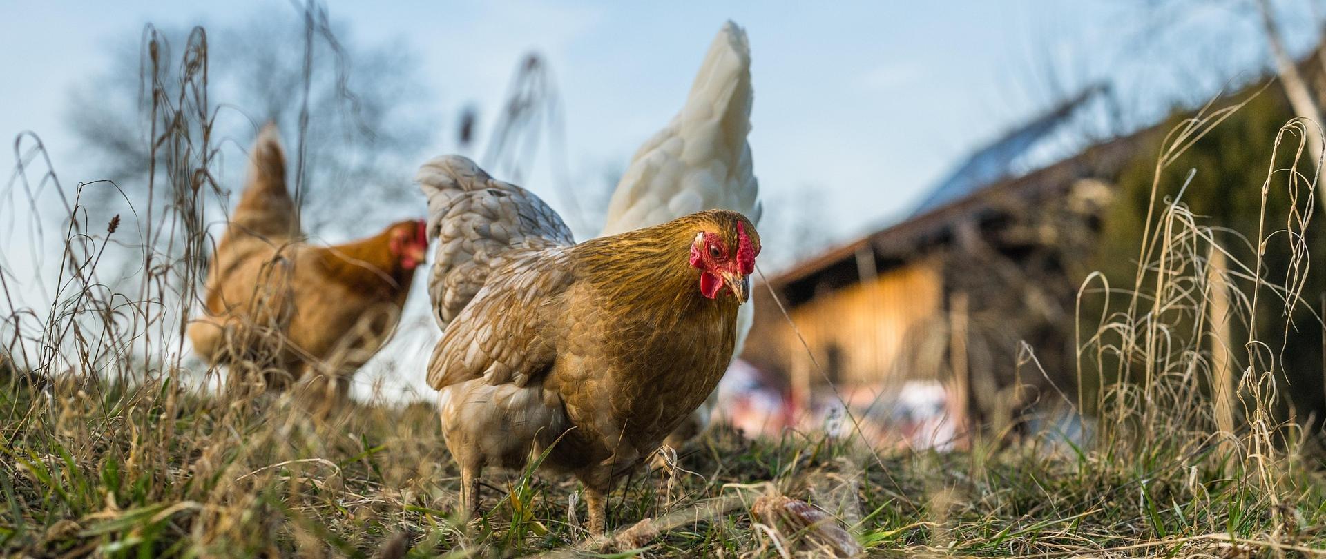 Na obszarze objętym obostrzeniami w związku z wystąpieniem ptasiej grypy drób powinien być izolowany od dzikiego ptactwa