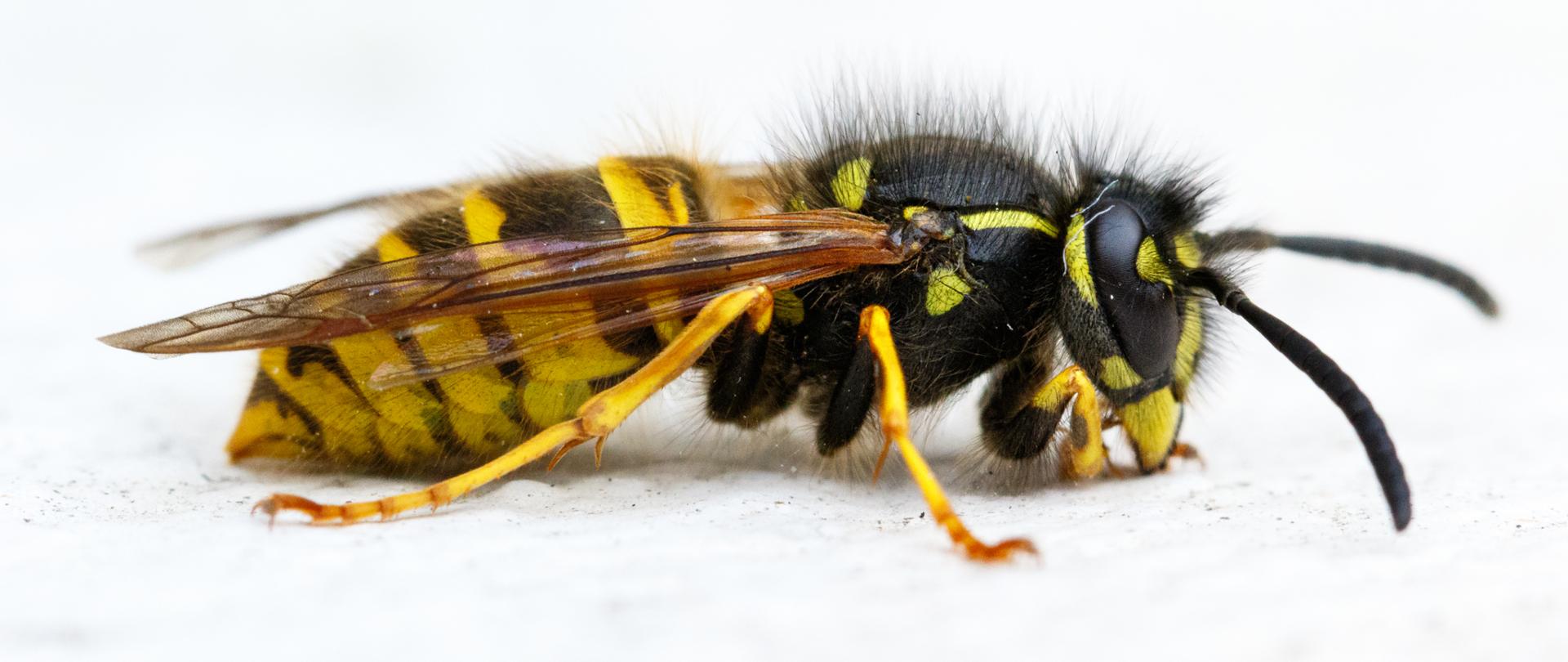 Pojedyncze zdjęcie makro osy na białym papierze