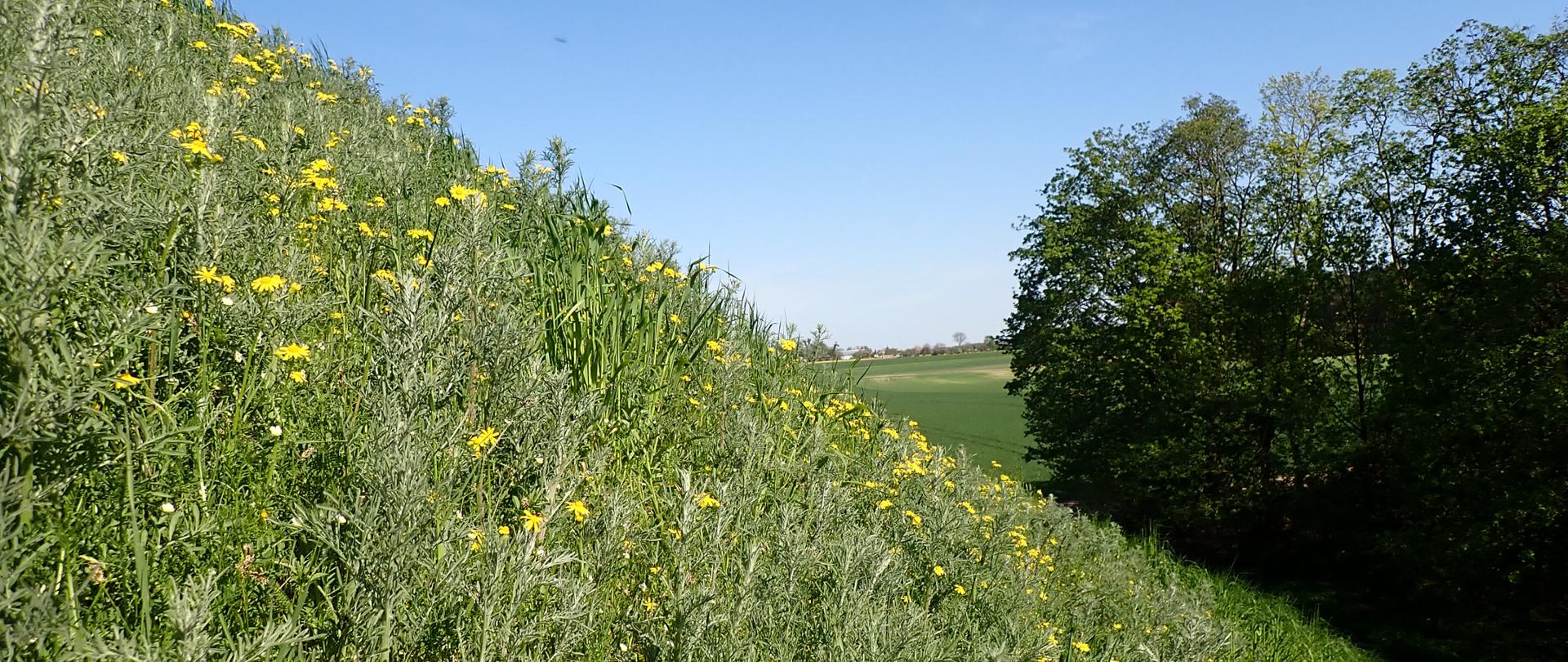 Góra św. Wawrzyńca - Aspekt wiosenny, zielone zbocze z chabrem żółtym nadreńskim 