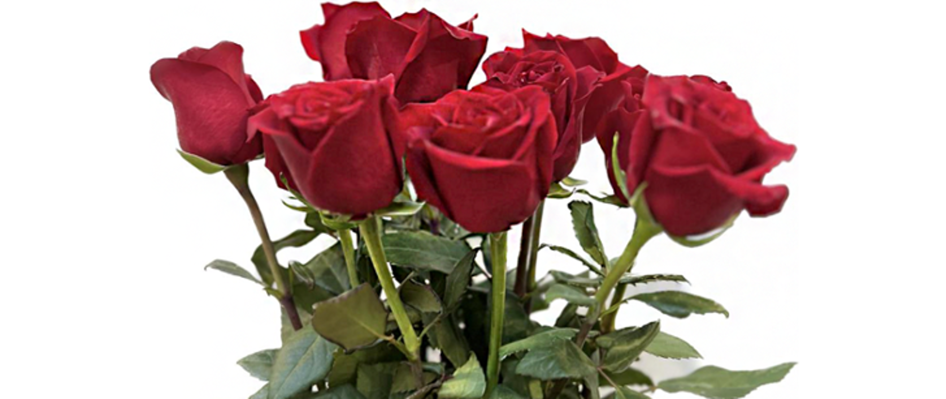 Na ilustracji widoczny bukiet czerwonych róż na białym tle.