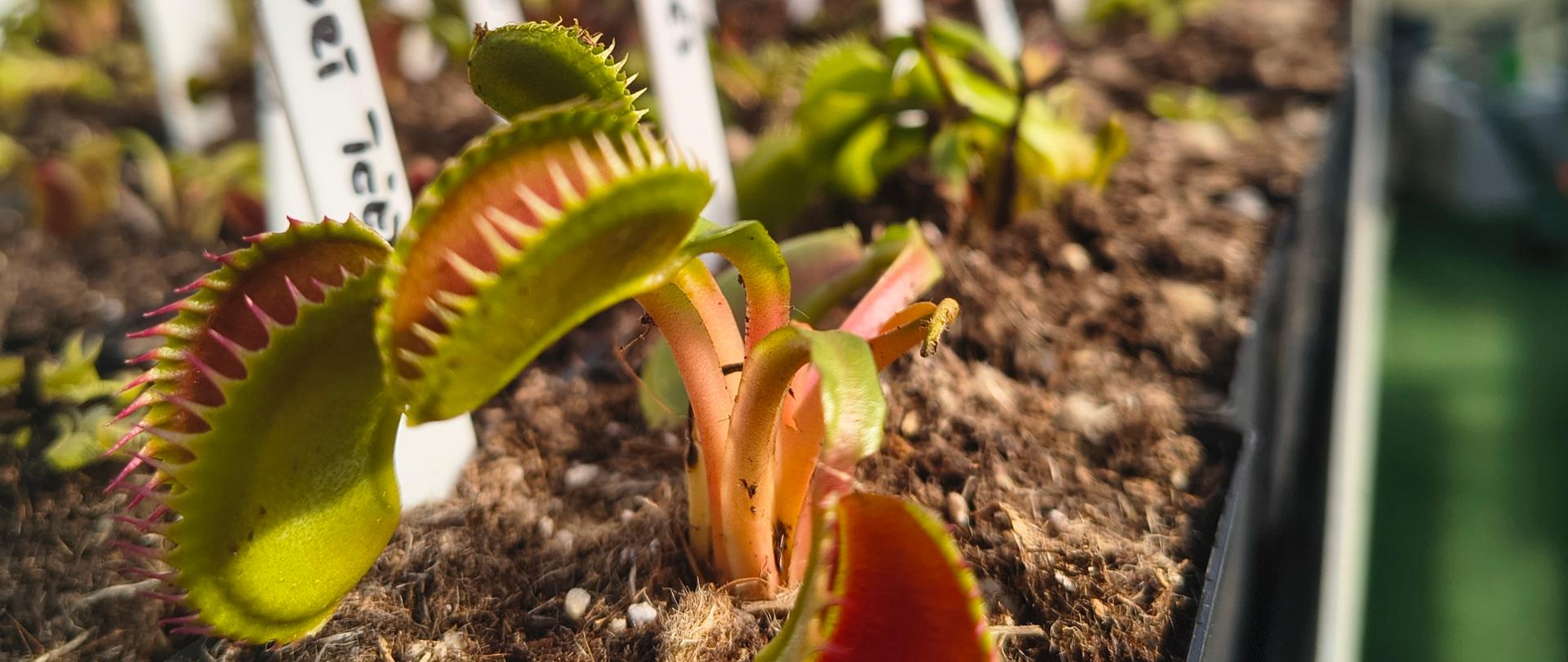 Zdjęcie przedstawia muchołówki amerykańskie (Dionaea muscipula) w uprawie domowej.