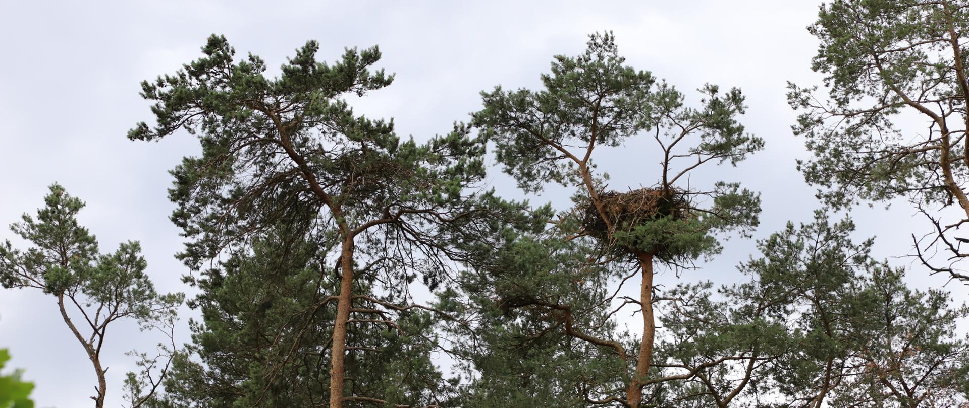 Korony drzew, a na jednym widać brązowe gniazdo bielika