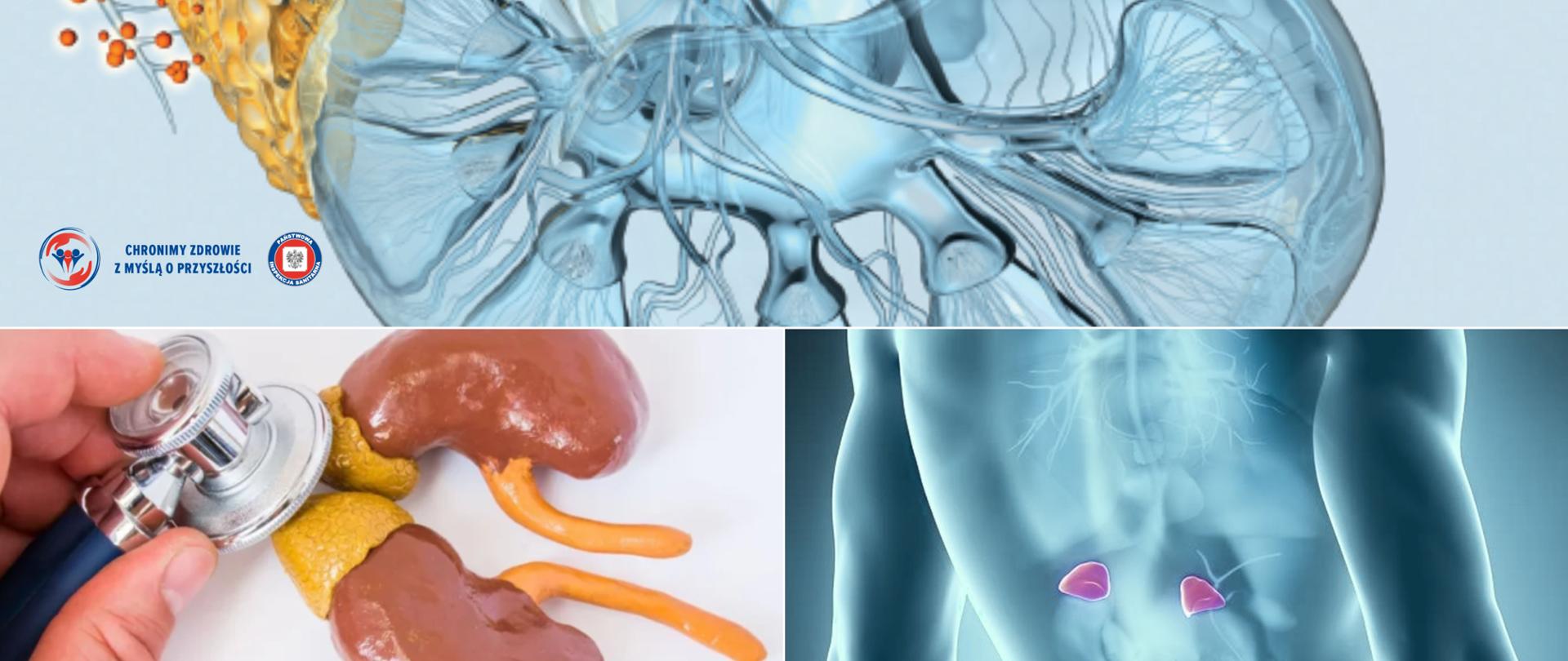 7 kwietnia – Międzynarodowy Dzień Świadomości Chorób Nadnerczy