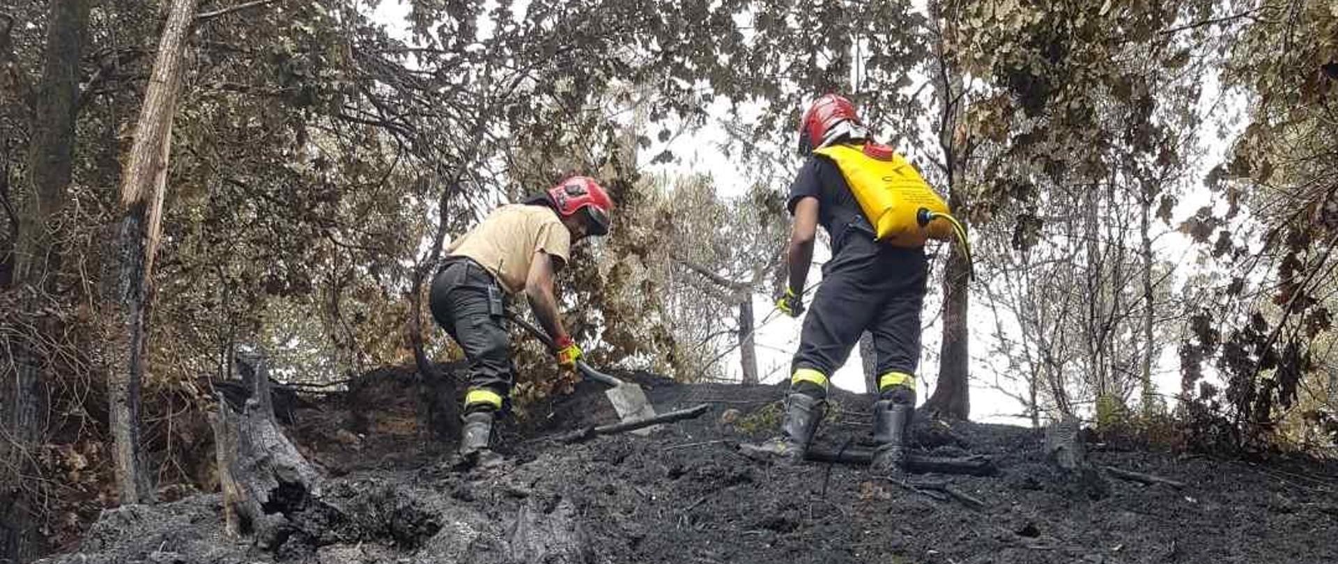 Dwóch strażaków przemieszcza się po spalonej ziemi i dogasza pogorzelisko szpadlami