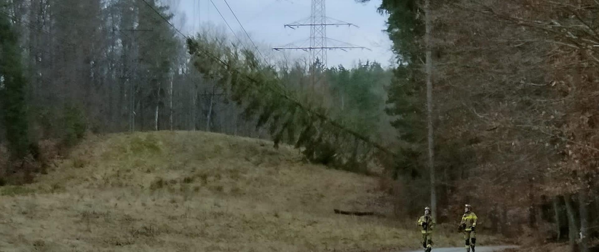 Duże drzewo powalone na linie energetyczne wysokiego napięcia