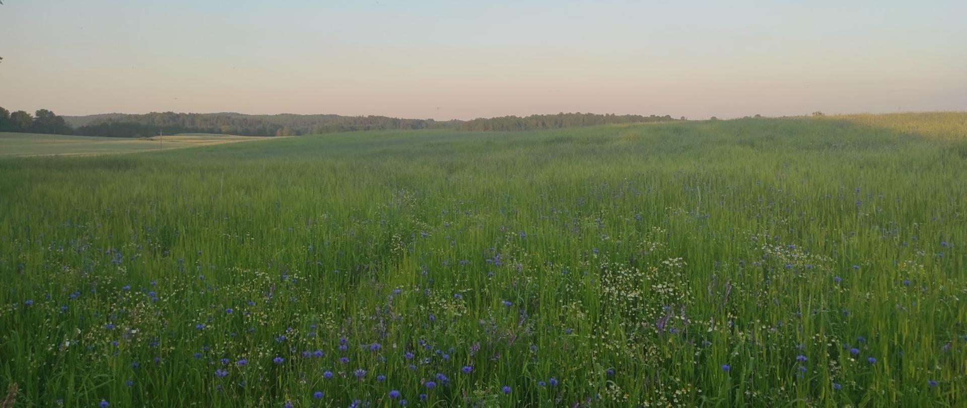 zdjęcie przedstawia łąkę. wysoka trawa, kwiatki chabry i rumianek