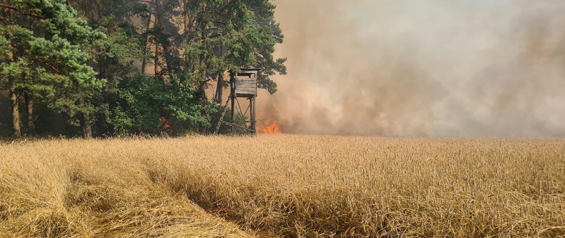 Na zdjęciu widoczny pożar zboża zbliżający się do Lasu
