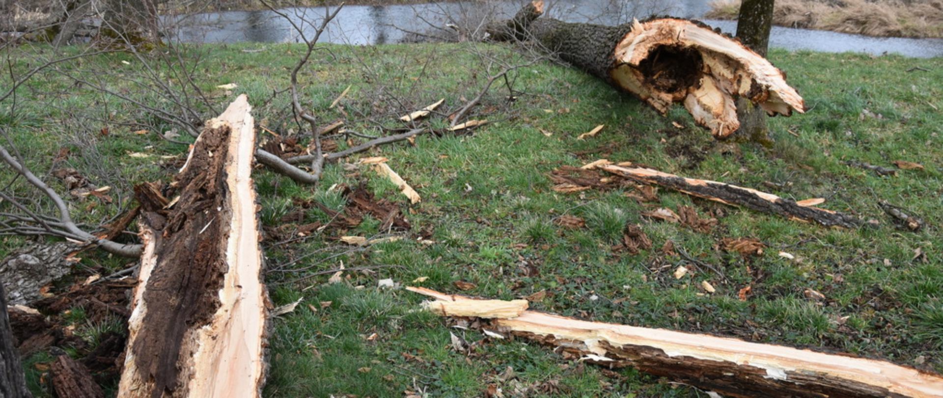 Na zdjęciu widoczne powalone przez wiatr drzewo na trawniku w oddali widać staw i wokół niego drzewa. 
