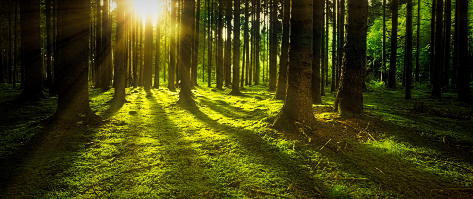 Na ratunek drzewostanom