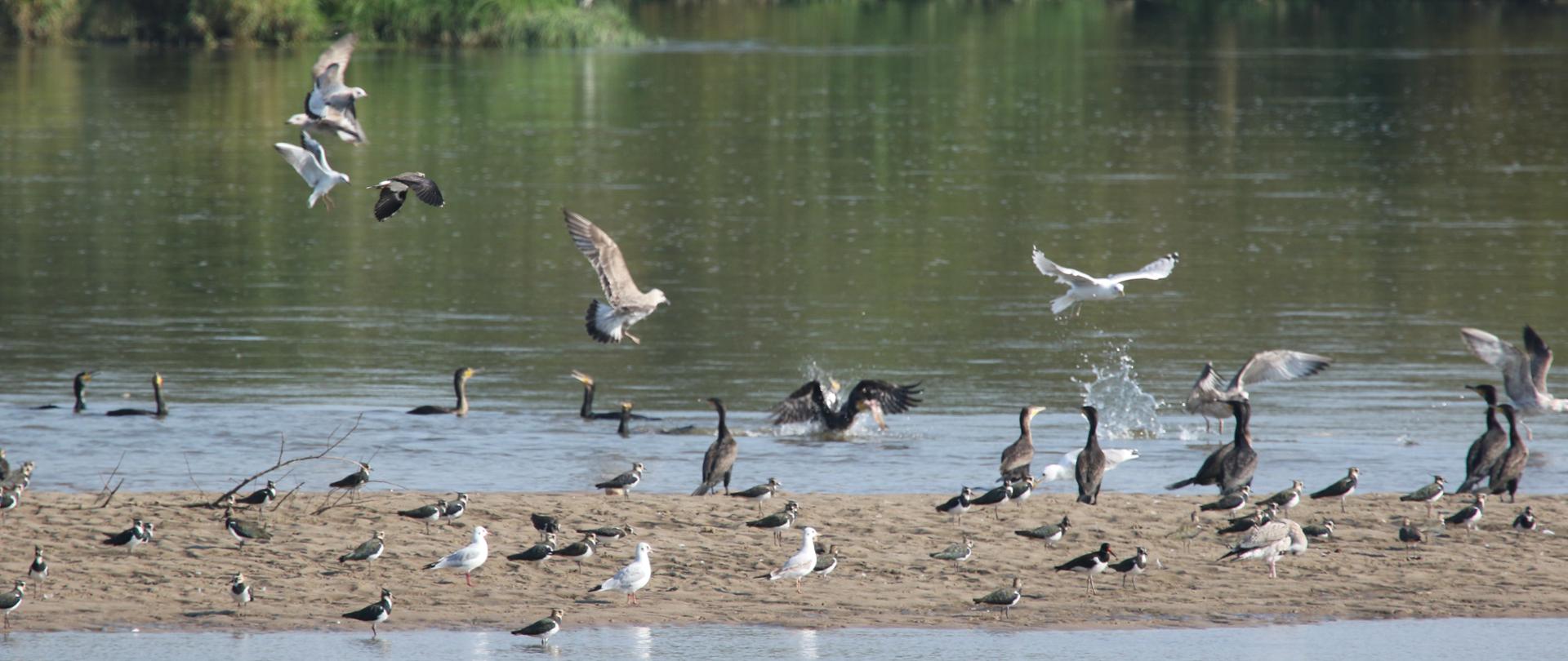 pośrodku znajduje się łacha piasku, na której są ptaki wodne, część ptaków fruwa
