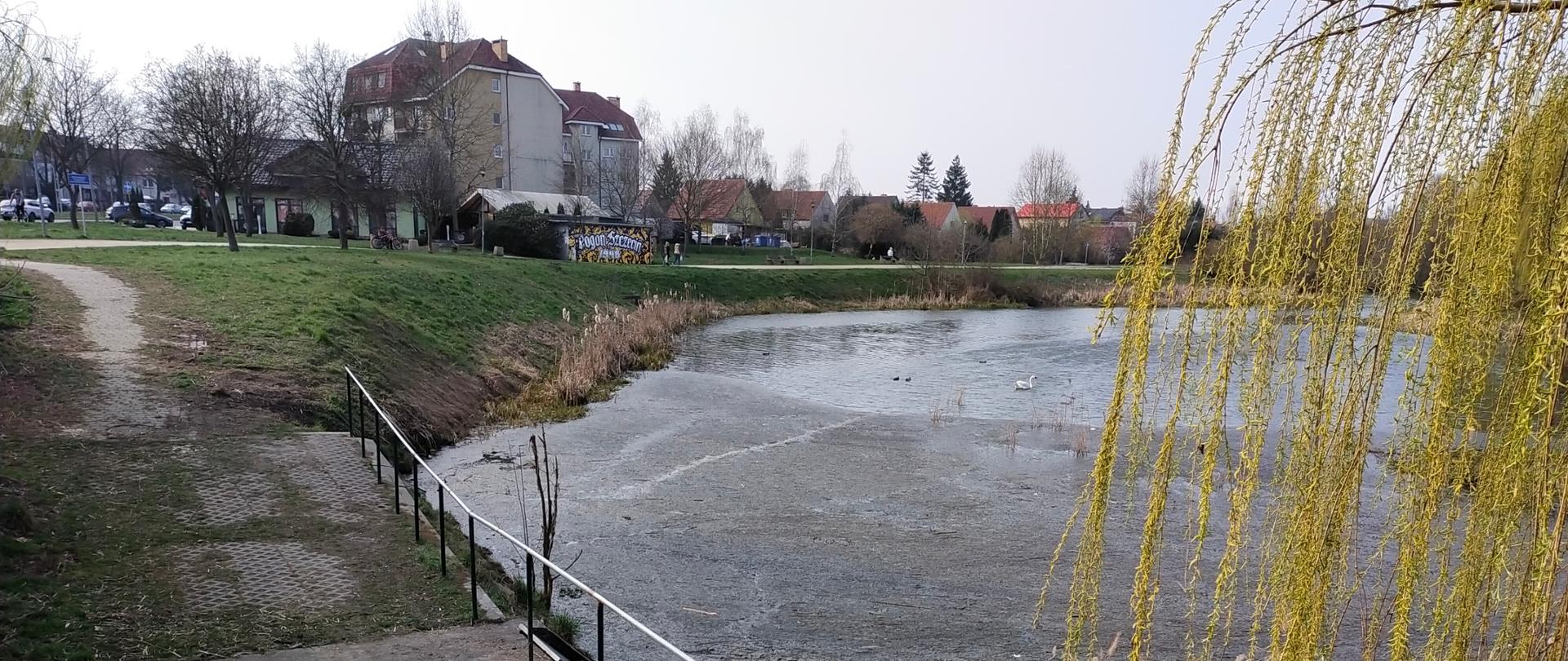 
Bukowa Słoneczne nowe 2