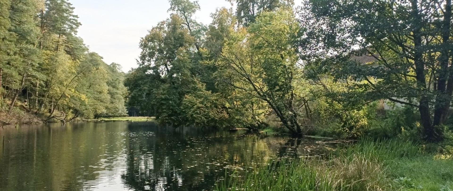 Rzeka Łyna pośród drzew