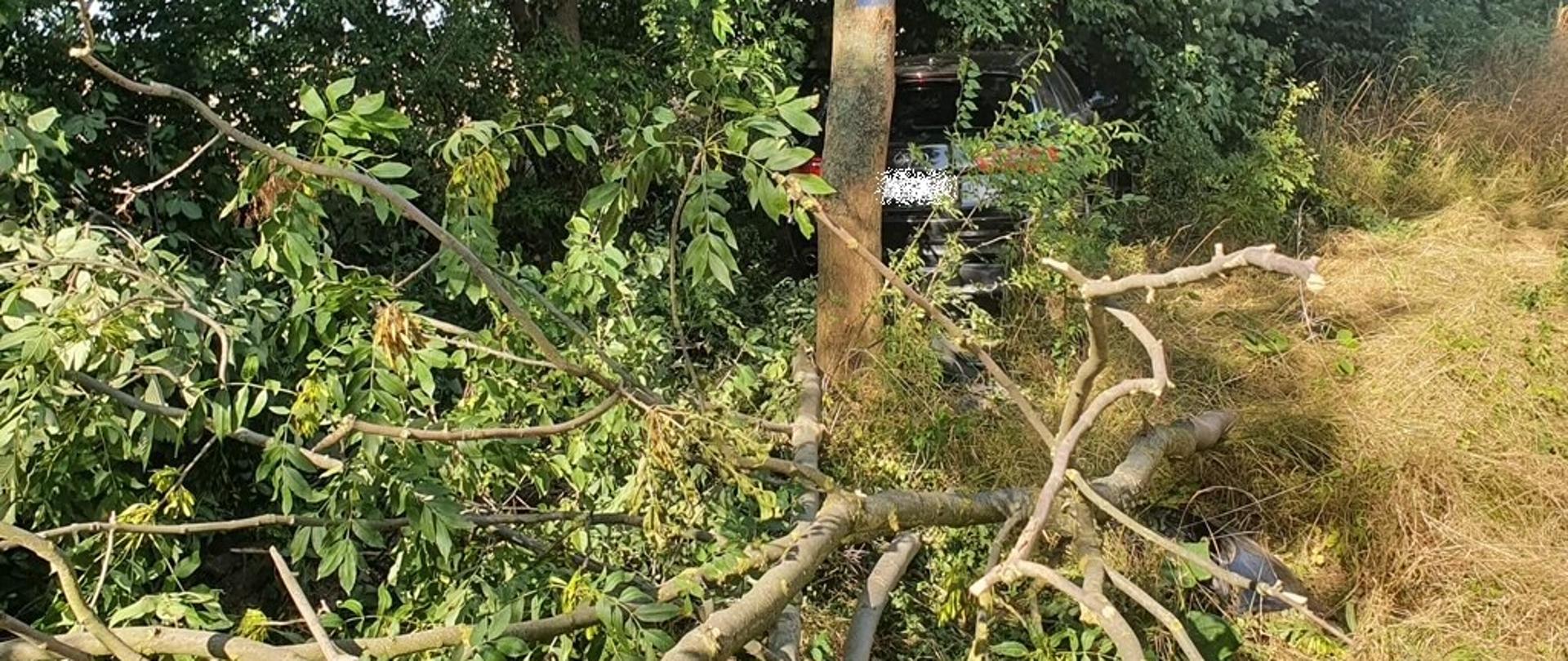 Samochód osobowy po uderzeniu w drzewo. Widoczne złamane gałęzie drzew