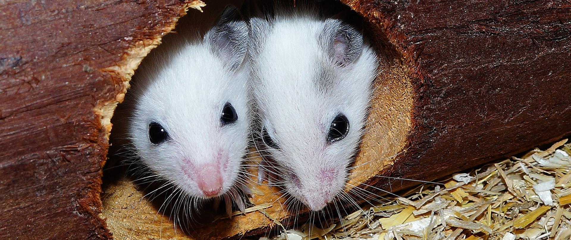 Dwie myszki zaglądające z dziury w drewnie.