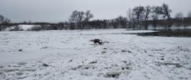 Na zdjęciu strażak na saniach lodowych na rzece San częściowo pokrytej lodem ratuje psa