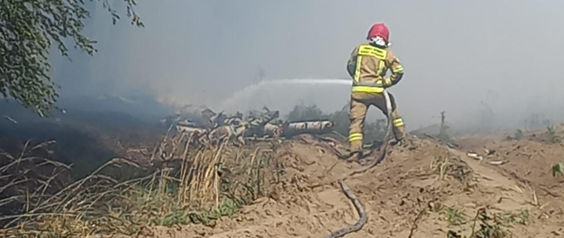 POŻAR LASU DĄBROWA NOWA