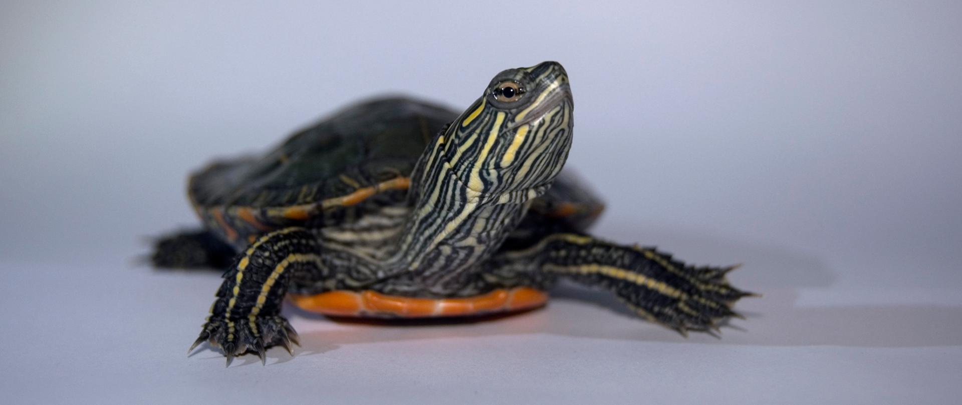 Na zdjęciu widoczna głowa i przednie łapy żółwia malowanego. Na ciele widoczne żółte i zielone paski.