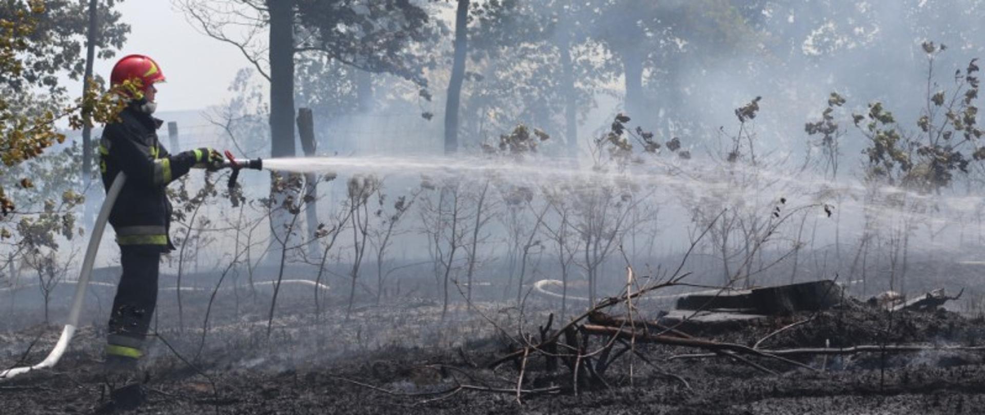 Zdjęcie przedstawia strażaka gaszące pożar młodnika.