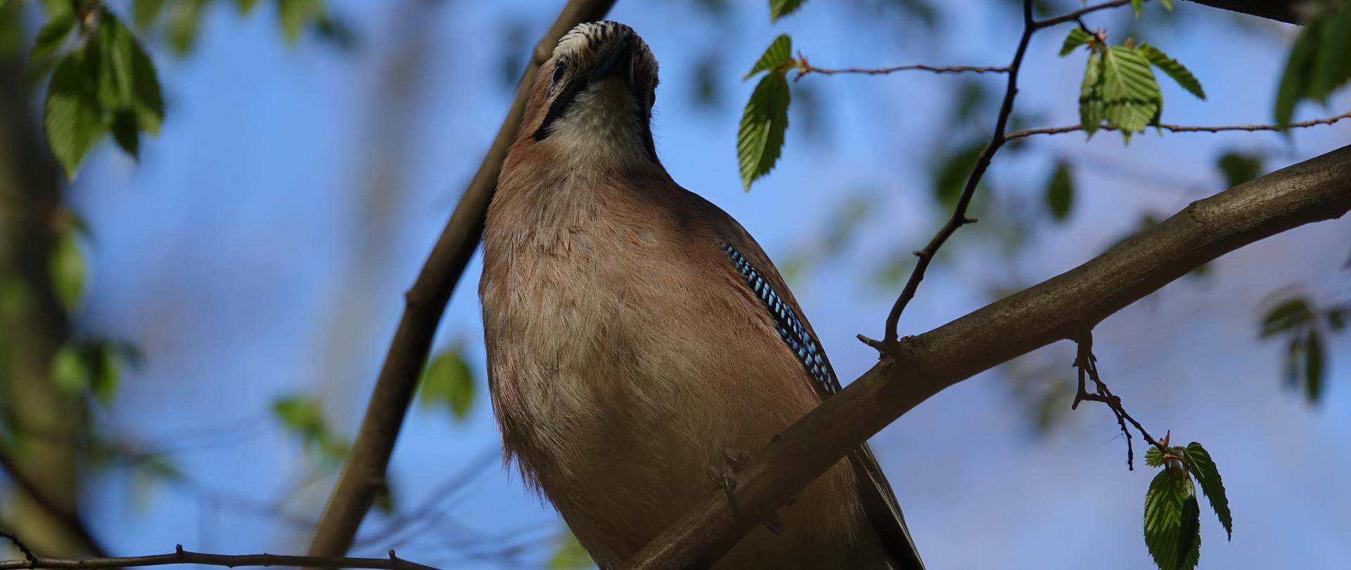 Zbliżenie na sójkę siedzącą na gałęzi wiosennego grabu