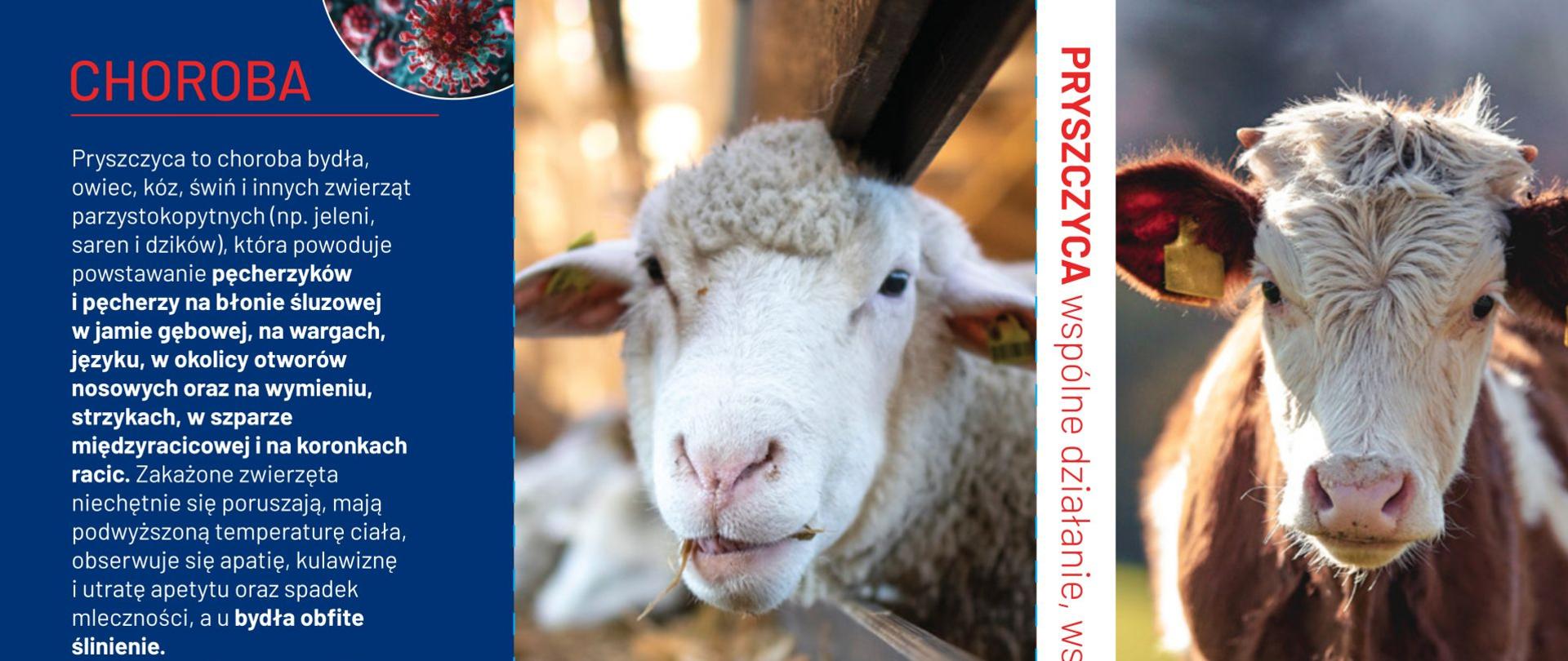 Ulotka dot. pryszczycy