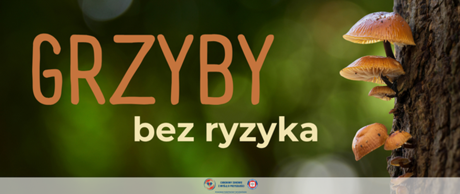 Grzyby bez ryzyka - najważniejsze zasady bezpiecznego grzybobrania